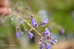 Vitex negundo